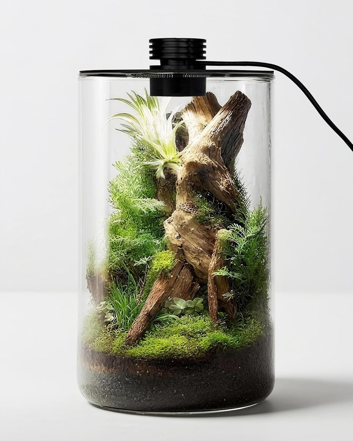 Betta Fish Tank - กระถางแก้วในร่มพร้อมไฟปลูกต้นไม้ ขนาด 9.8 นิ้ว สูง ×