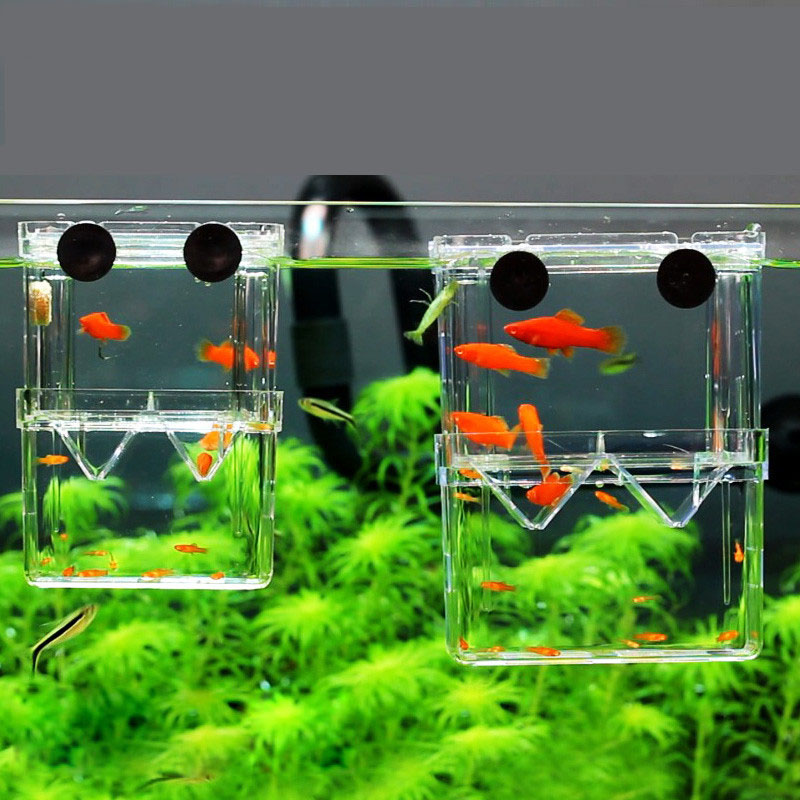 Betta Fish Tank - นกยูงปลา Breeding กล่องแยก Fish TANK Aquarium